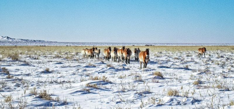 Koně Převalského během mongolské zimy. Foto © Archiv Zoo Praha